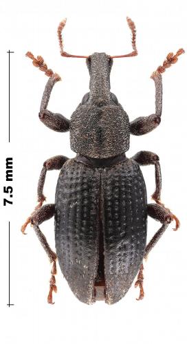 Graptus sp.